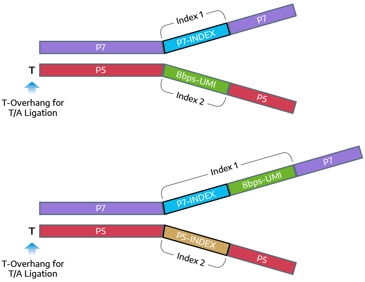 Library Preparation cfDNA-Seq
